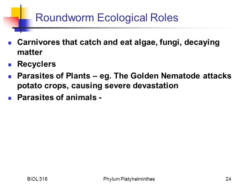 Ecological Benefits And Drawbacks Of Roundworm Populations