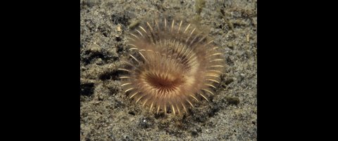 Ecological Benefits And Drawbacks Of Sabellid Fan Worm Populations
