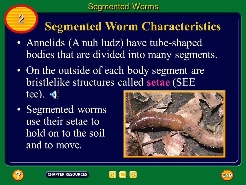 Ecological Benefits And Drawbacks Of Segmented Worm Populations