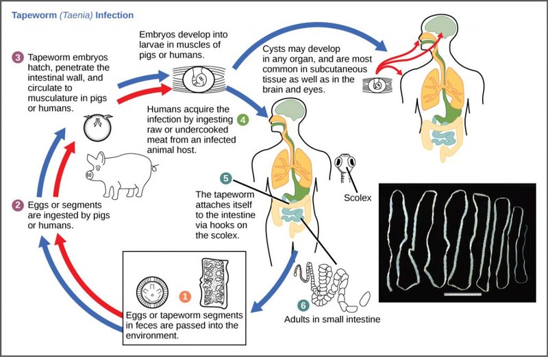Ecological Benefits And Drawbacks Of Tapeworm Populations