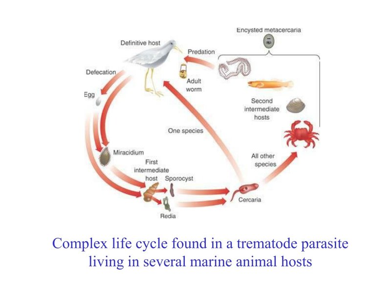 Ecological Benefits And Drawbacks Of Trematode Populations