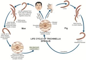 Ecological Benefits And Drawbacks Of Trichinella Spiralis Populations