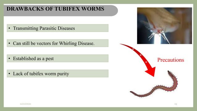 Ecological Benefits And Drawbacks Of Tubifex Worm Populations
