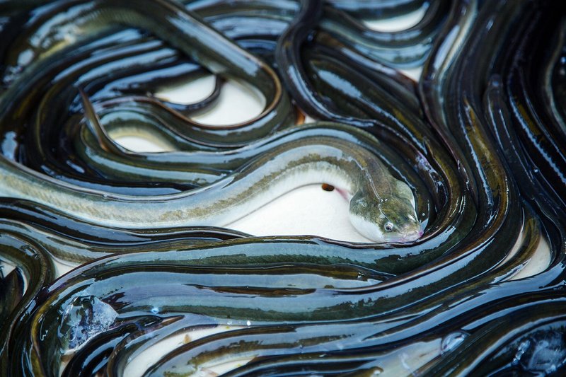 Ecological Benefits And Drawbacks Of Vinegar Eel Populations