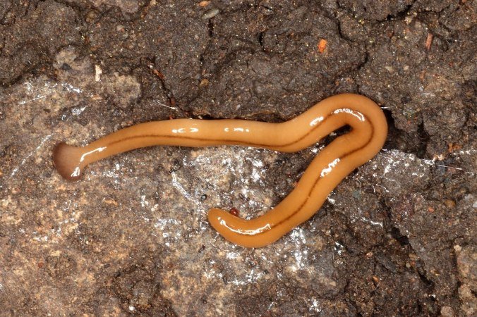 Effective Natural Plots To Reduce Hammerhead Worm Numbers