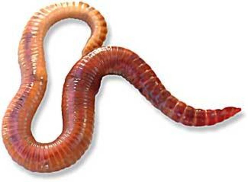 Eisenia Hortensis Reproduction: Mating, Eggs, And Larvae Facts
