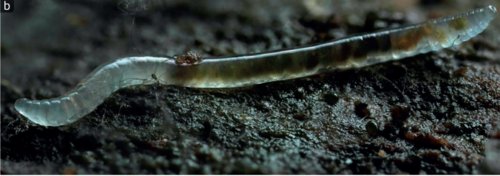 Enchytraeid And Its Role In Soil Or Aquatic Ecosystems