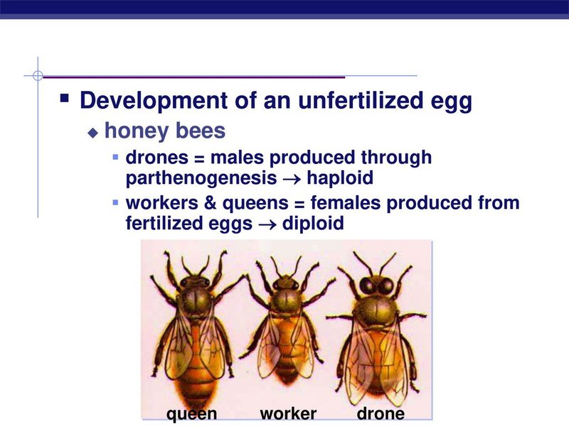 Enchytraeid Reproduction: Mating, Eggs, And Larvae Facts