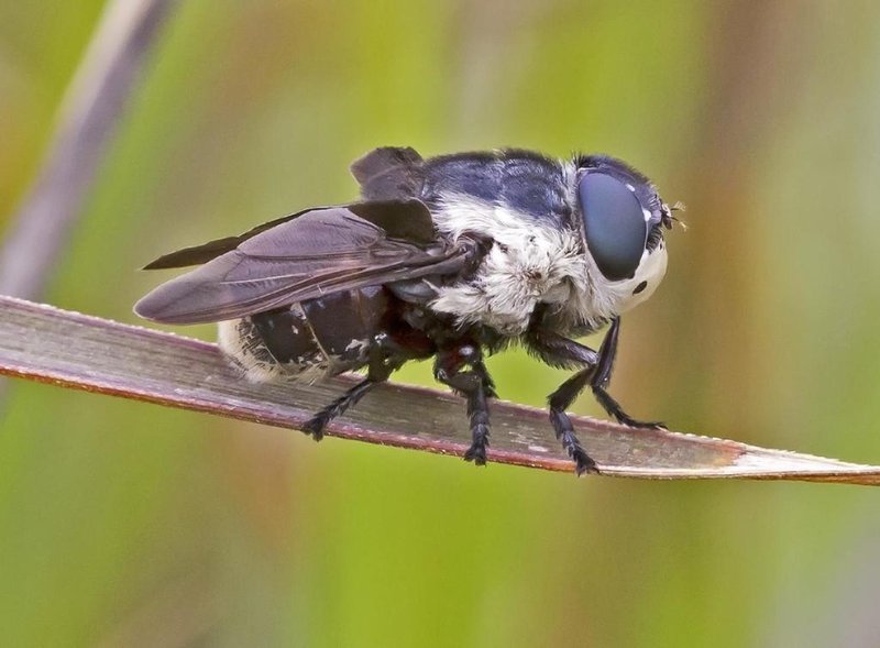 Environmental Factors That Influence Botfly Activity