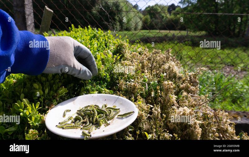 Essential Garden Sanitation To Prevent Worm Infestations