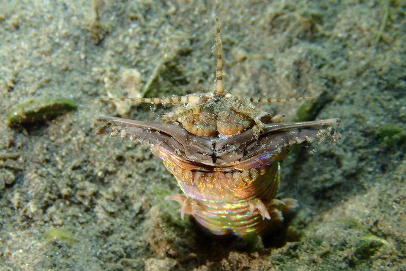Evolutionary Traits That Make Bobbit Worms Effective Hunters