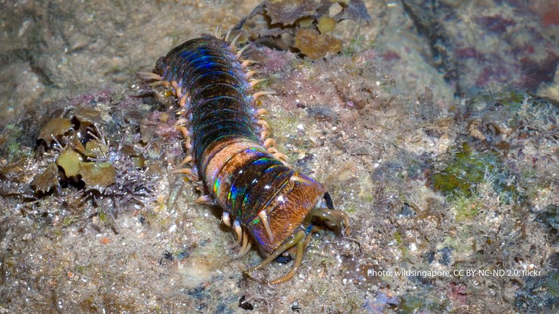 Evolutionary Traits That Make Bobbit Worms Effective Hunters