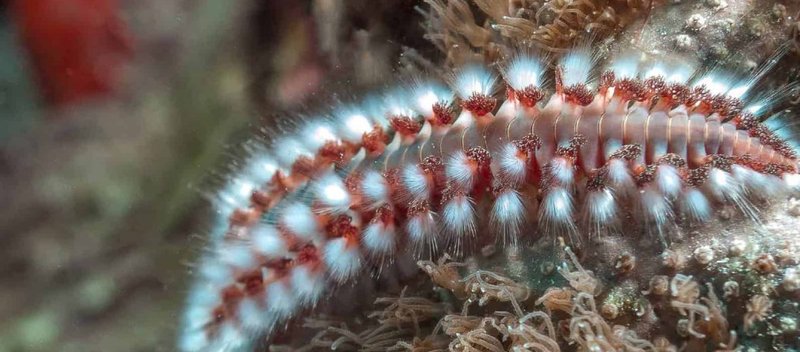 Exploring The Bristle Worm Reproductive Cycle