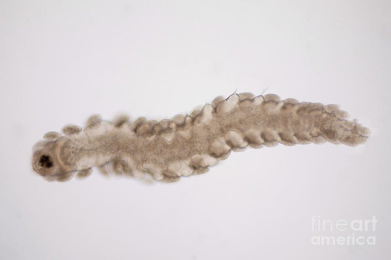 Exploring The Bristle Worm Reproductive Cycle