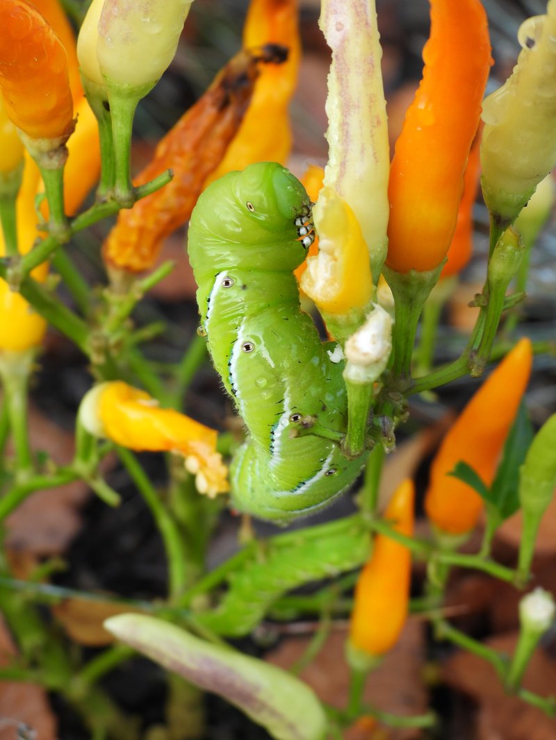 Feeding Habits Of Hornworms In Home Gardens
