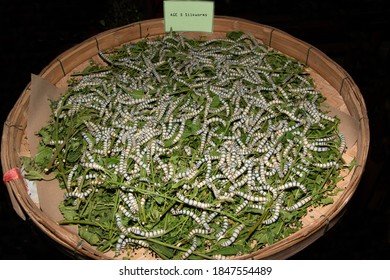 Feeding Schedules For Growing Silkworm Larvae