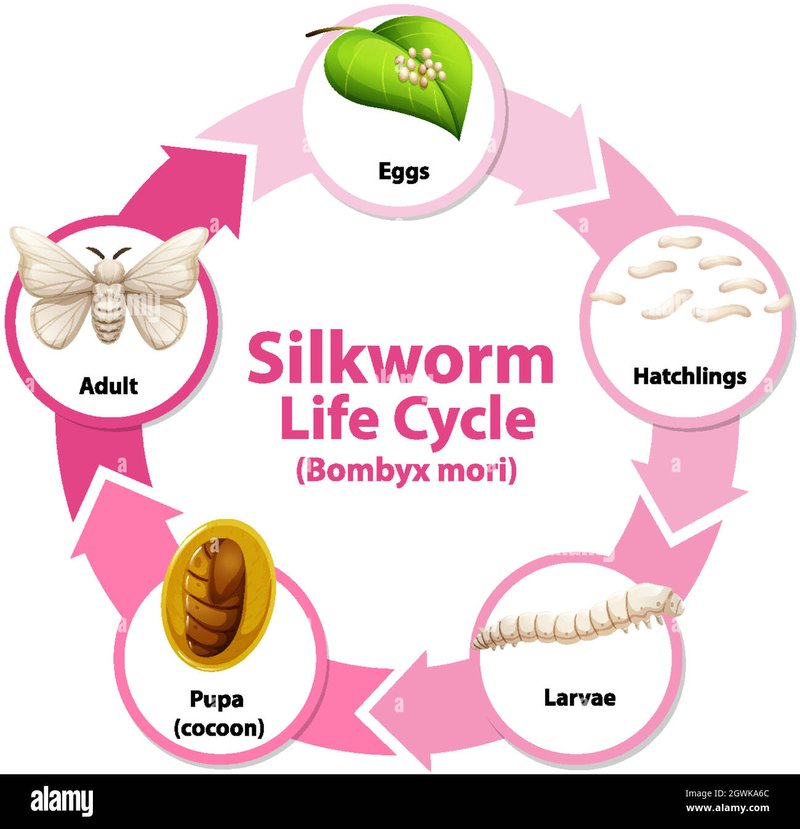 Feeding Schedules For Growing Silkworm Larvae