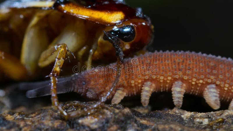 Feeding Velvet Worms In Captivity: Safe Prey Options