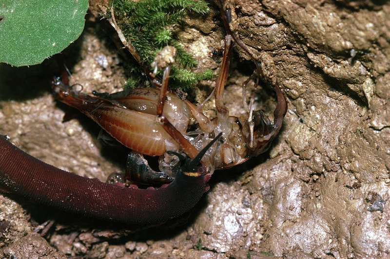 Feeding Velvet Worms In Captivity: Safe Prey Options