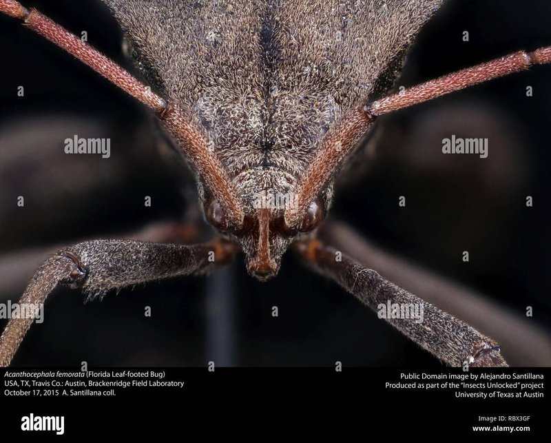 Field Identification Challenges When Spotting A Acanthocephala