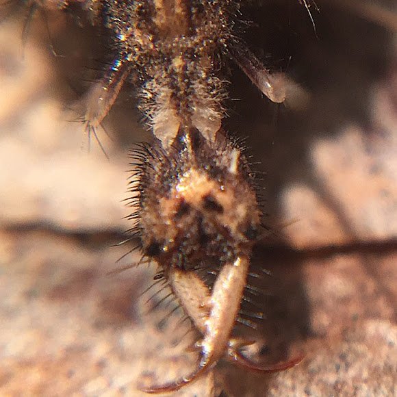 Field Identification Challenges When Spotting A Ant Lion Larvae