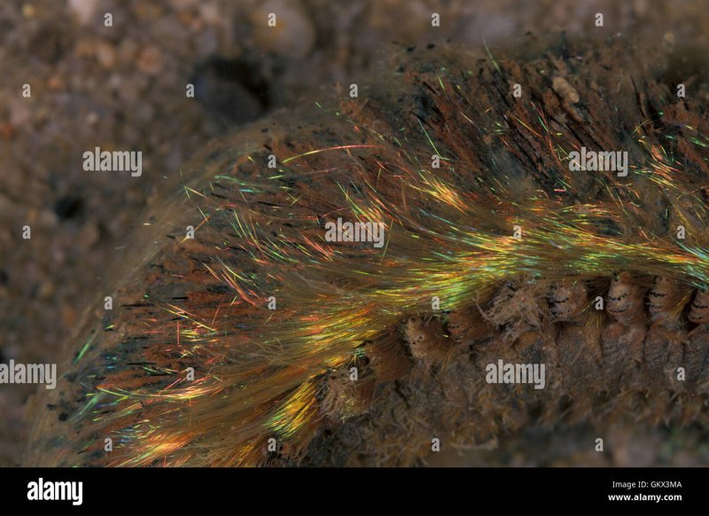 Field Identification Challenges When Spotting A Aphrodite Aculeata