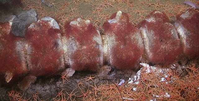 Field Identification Challenges When Spotting A Bone-Eating Worm