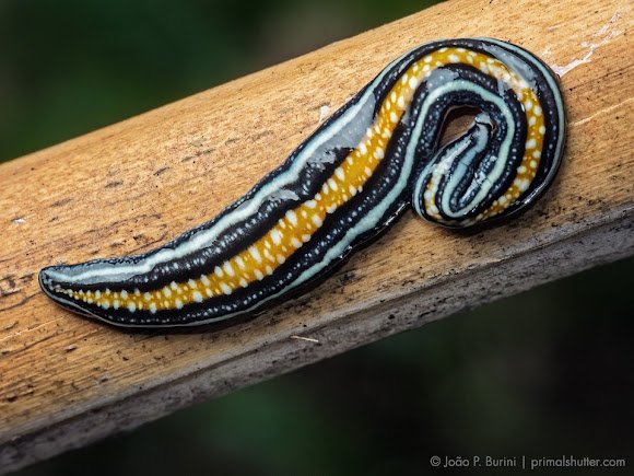 Field Identification Challenges When Spotting A Flatworm