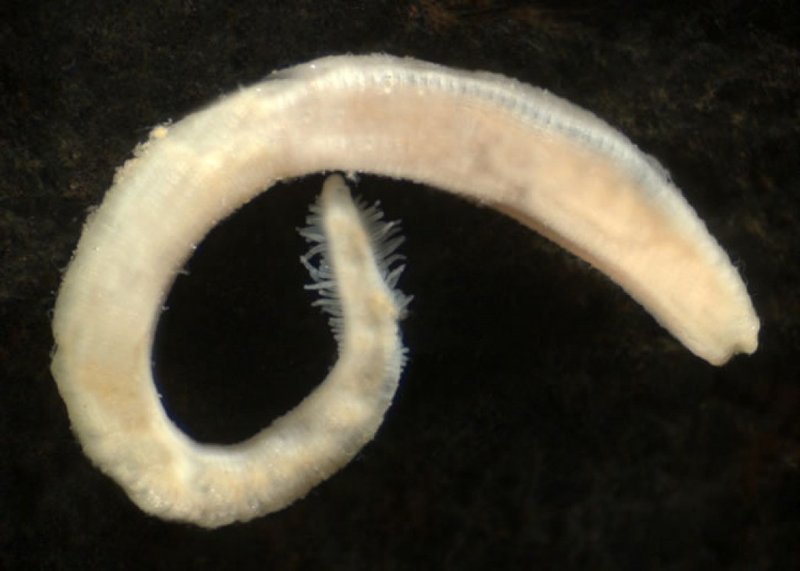 Field Identification Challenges When Spotting A Freshwater Oligochaete