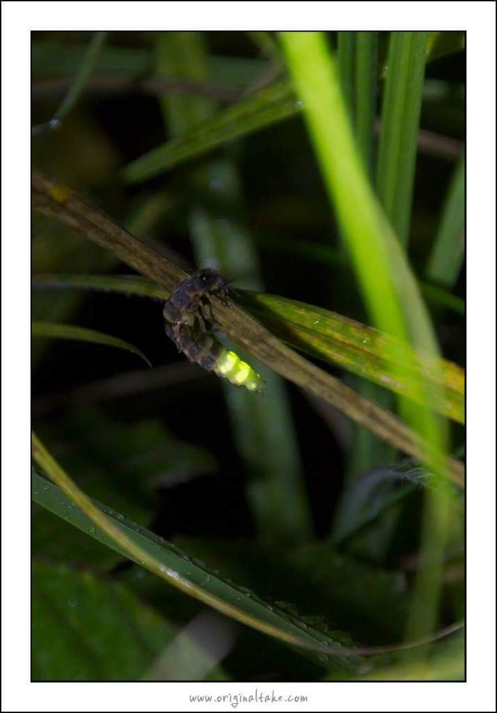 Field Identification Challenges When Spotting A Glowworm (Insect)