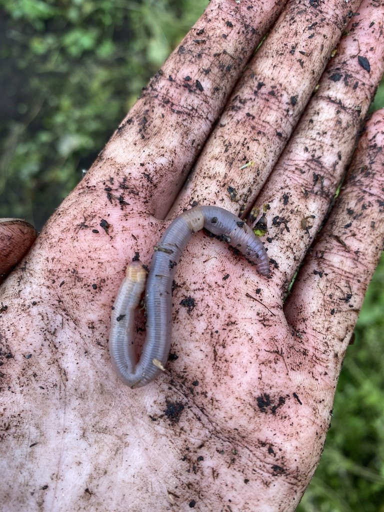 Field Identification Challenges When Spotting A Grindal Worm