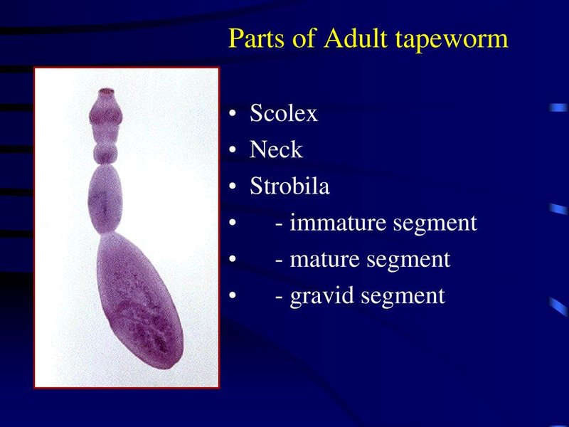 Field Identification Challenges When Spotting A Guppy Tapeworm