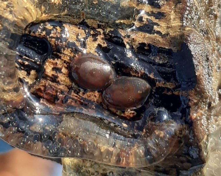 Field Identification Challenges When Spotting A Leech