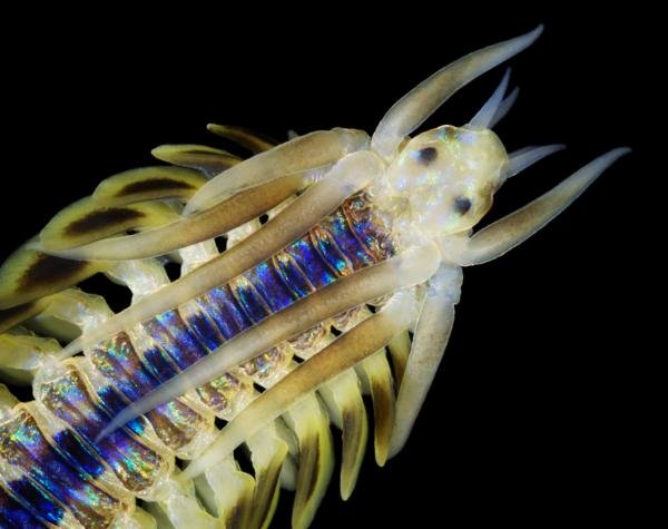 Field Identification Challenges When Spotting A Marine Polychaete