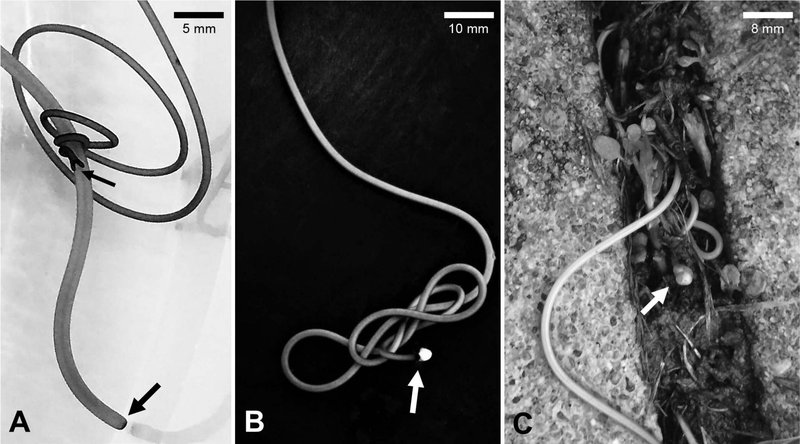 Field Identification Challenges When Spotting A Nematomorph