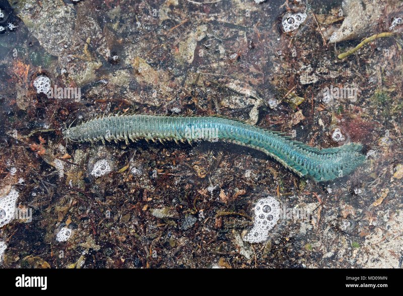 Field Identification Challenges When Spotting A Nereis Virens