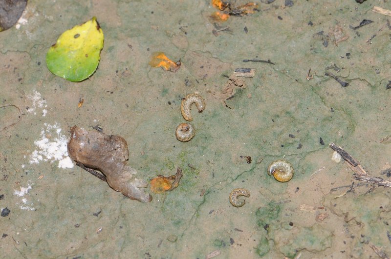 Field Identification Challenges When Spotting A Peanut Worm