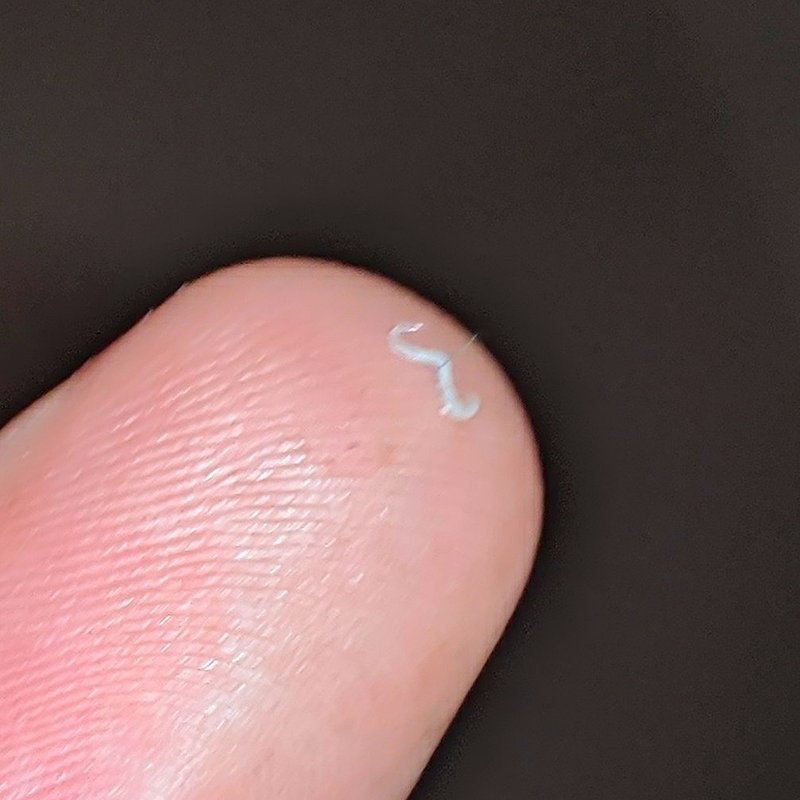 Field Identification Challenges When Spotting A Pinworm