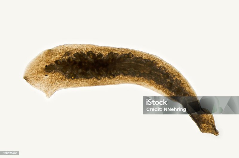 Field Identification Challenges When Spotting A Planaria