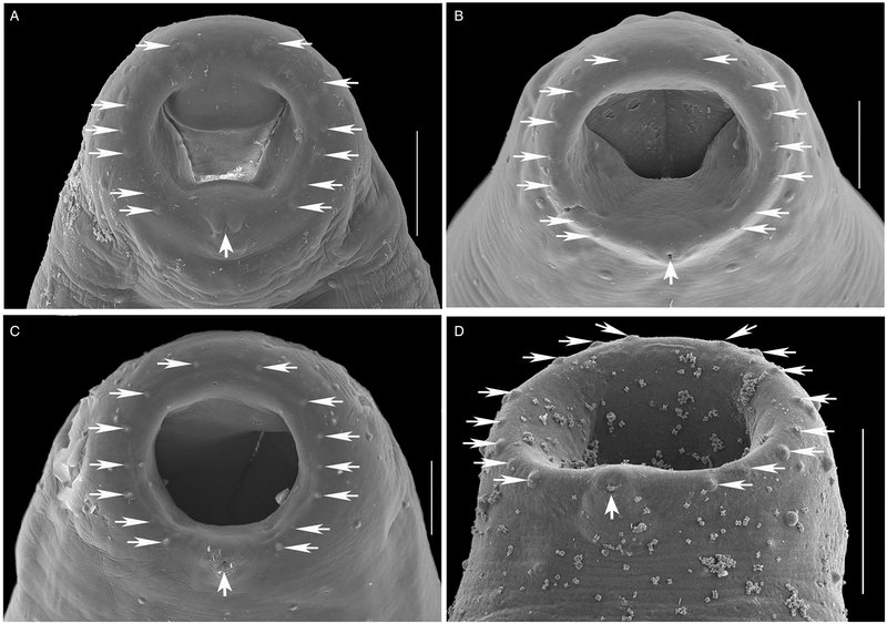 Field Identification Challenges When Spotting A Trematode