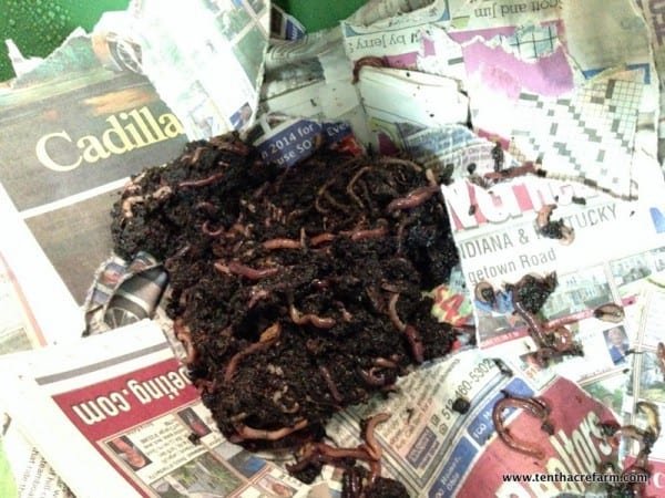 Field Identification Challenges When Spotting A Worm Bin Worm