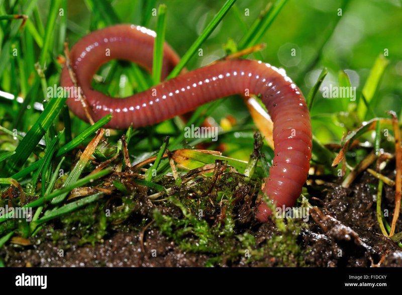 Field Signs Of Wolf Worm Burrows In Animals