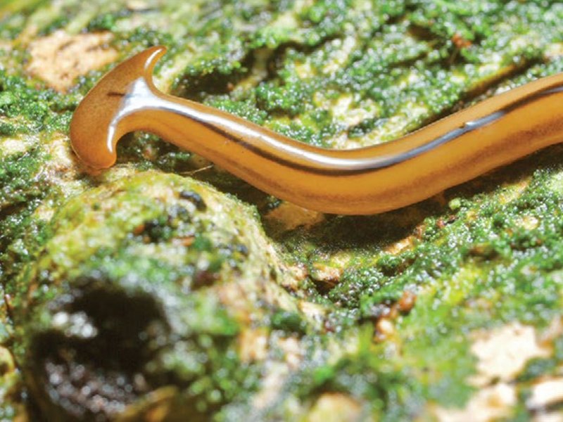 Flatworm And Its Role In Soil Or Aquatic Ecosystems