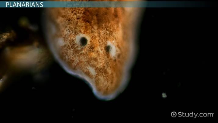 Flatworm In Captivity: Can They Be Studied Or Farmed?