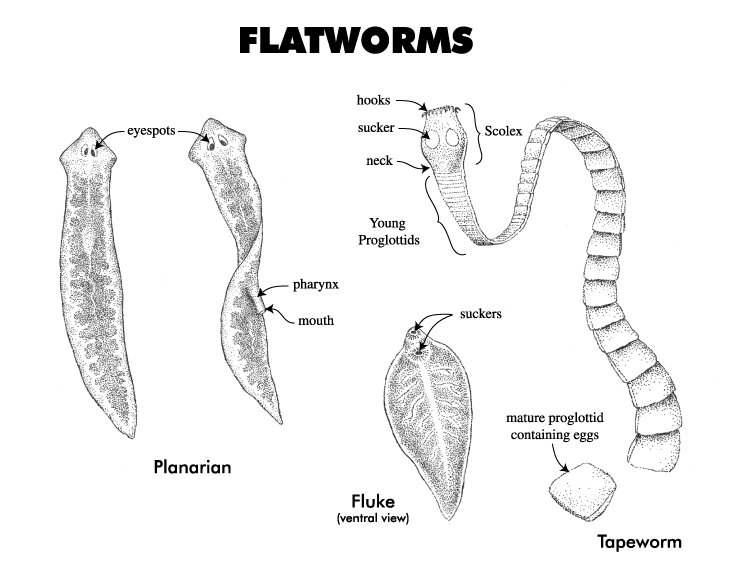 Flatworm Reproduction: Mating, Eggs, And Larvae Facts