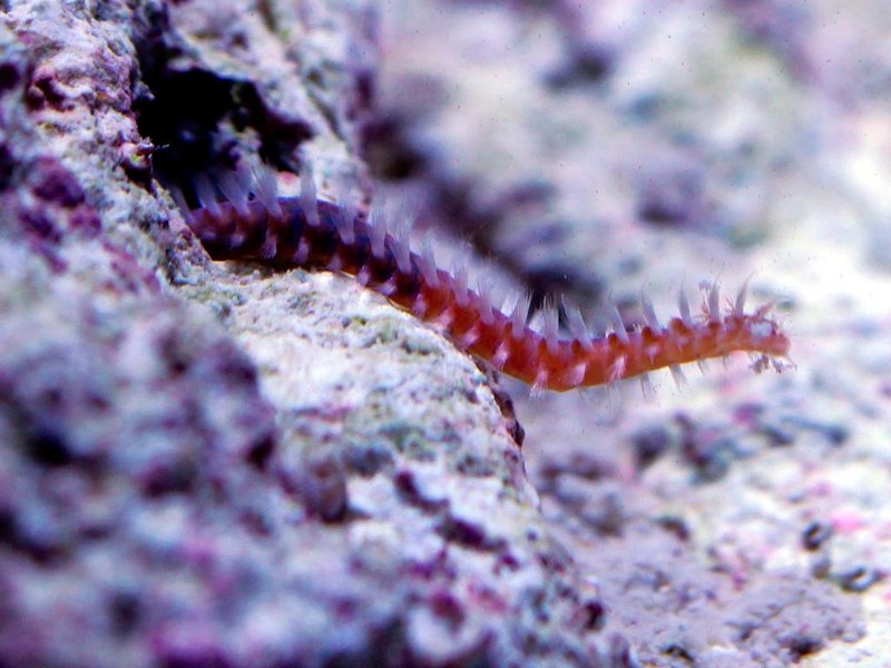 Freshwater And Brackish Bristle Worms: Possible?