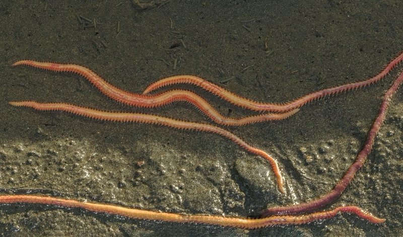 Freshwater And Brackish Bristle Worms: Possible?