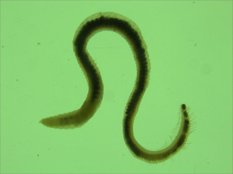Freshwater Oligochaete In Captivity: Can They Be Studied Or Farmed?