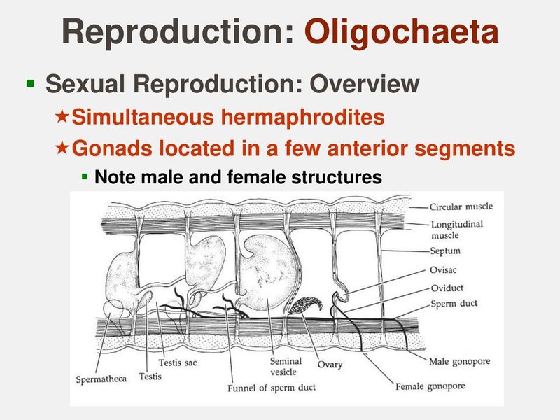 Freshwater Oligochaete Reproduction: Mating, Eggs, And Larvae Facts