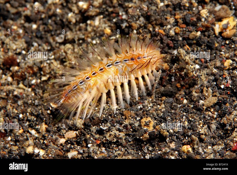 Freshwater Polychaete Worms That Resemble Bristle Worms